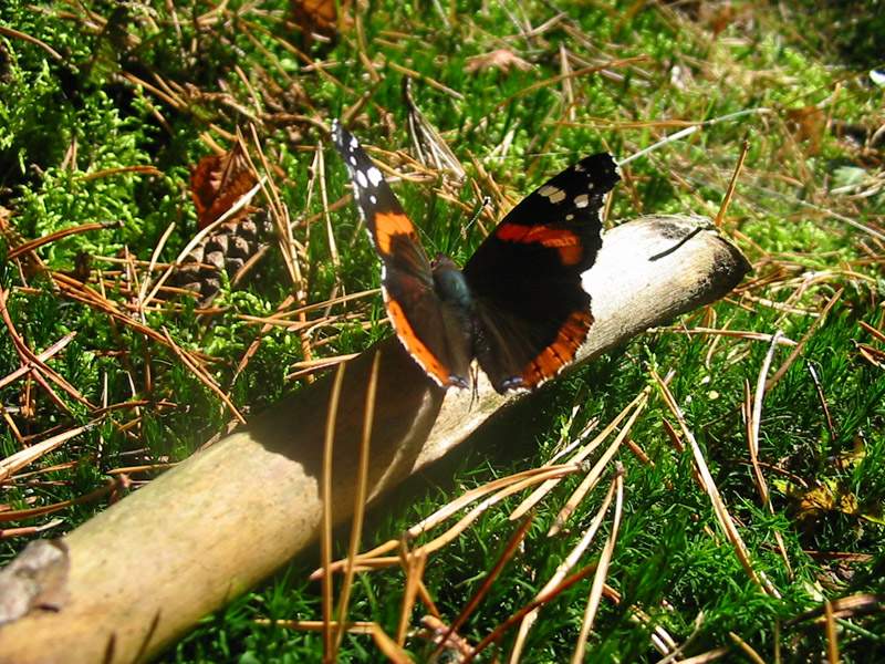 Venessa_atalanta Venessa_atalanta