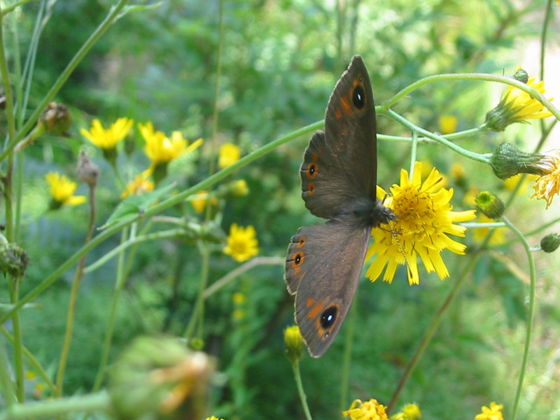 Lasiommata_maera Lasiommata_maera