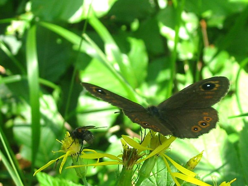 Lasiommata_maera Lasiommata_maera