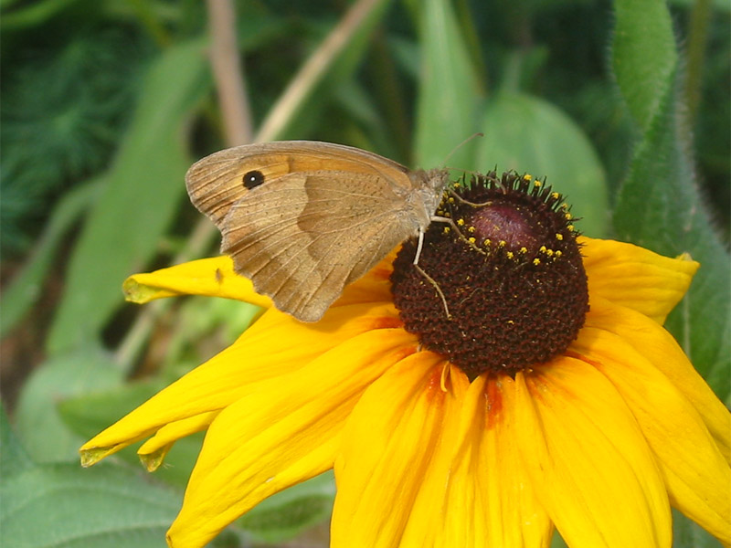 Maniola_jurtina Maniola_jurtina