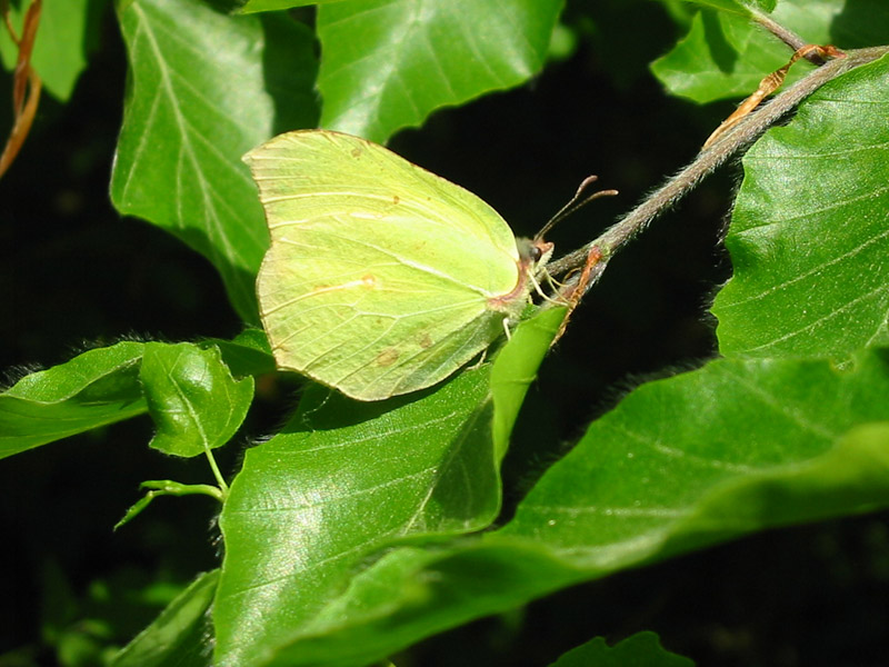 Gonepteryx_rhamni