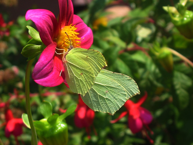 Gonepteryx_rhamni Gonepteryx_rhamni
