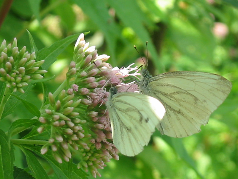 Pieris_napi Pieris_napi