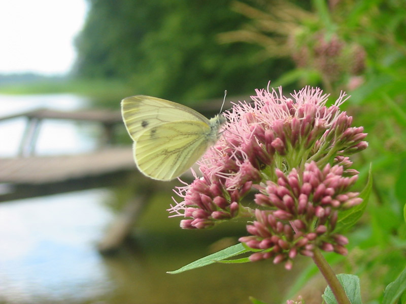 Pieris_napi Pieris_napi