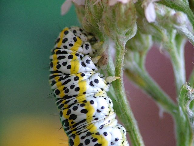 kapturnica wrotyczówka kapturnica wrotyczówka