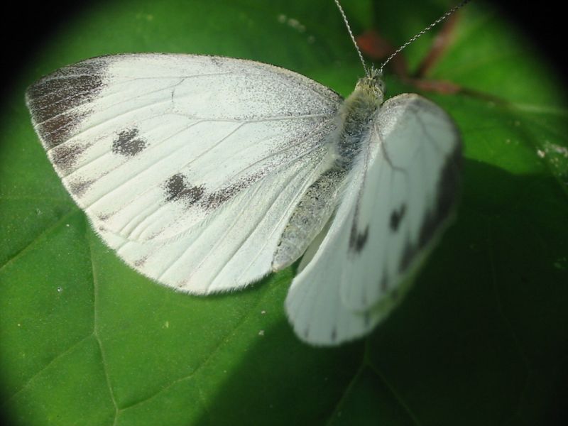 Pieris napi