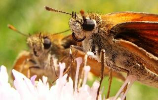 po�udnica admira�