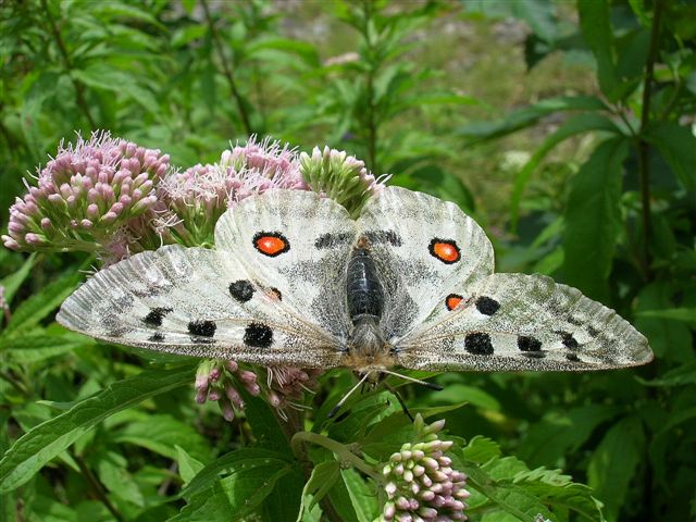 niepylak apollo niepylak apollo