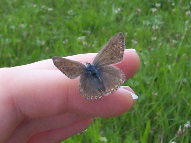 polyommatus icarus ?