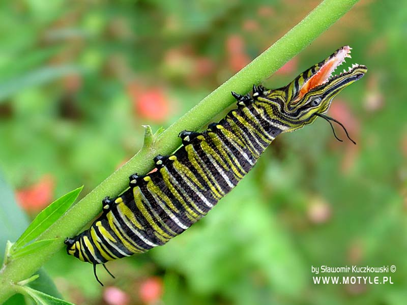 Tapeta: G±sienica -żarłok ;-) Tapeta: G±sienica -żarłok ;-)