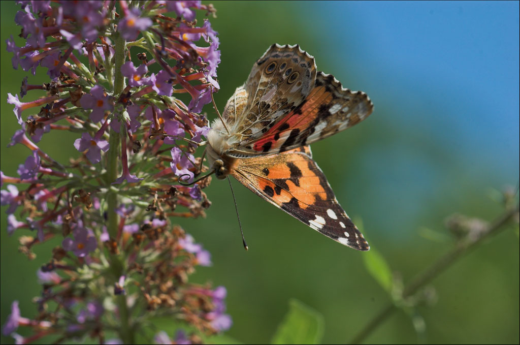 rusa�ka osetnik Vanessa cardui  (Linnaeus, 1758)