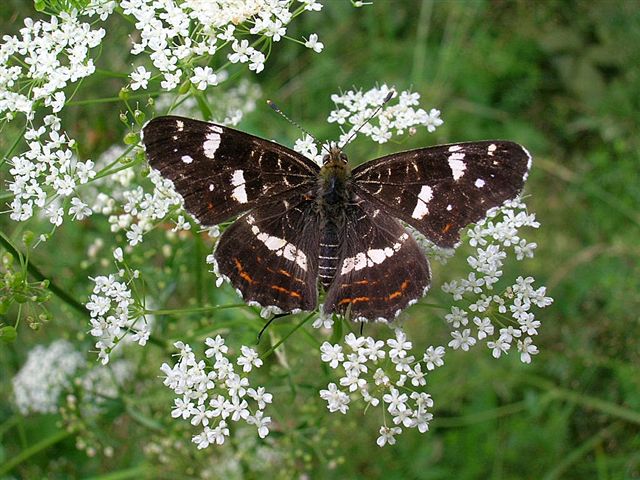 rusałka kratkowiec rusałka kratkowiec