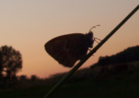 ¶pij dobrze motylku ¶pij dobrze motylku