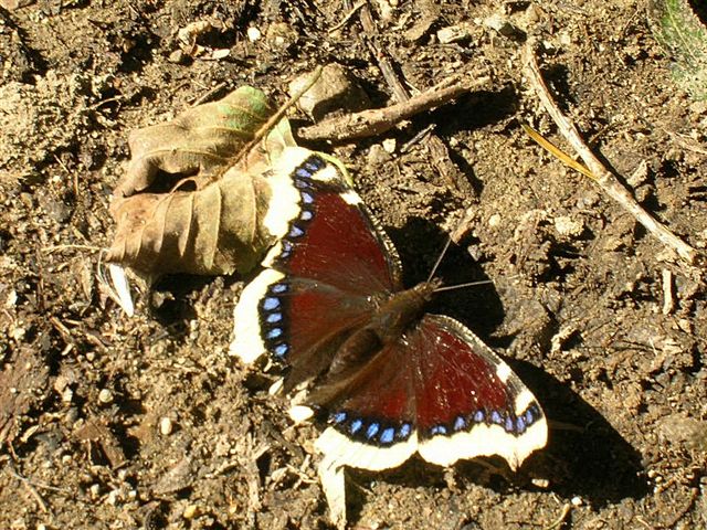 rusałka żałobnik rusałka żałobnik