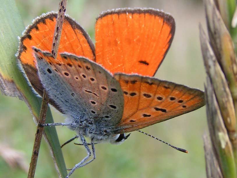 CZERWO�CZYK NIEPAREK - lycaena dispar