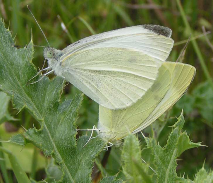 BIELINEK RZEPNIK - pieris rapae BIELINEK RZEPNIK - pieris rapae
