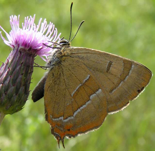 PAZIK BRZOZOWIEC - thecla betulae PAZIK BRZOZOWIEC - thecla betulae