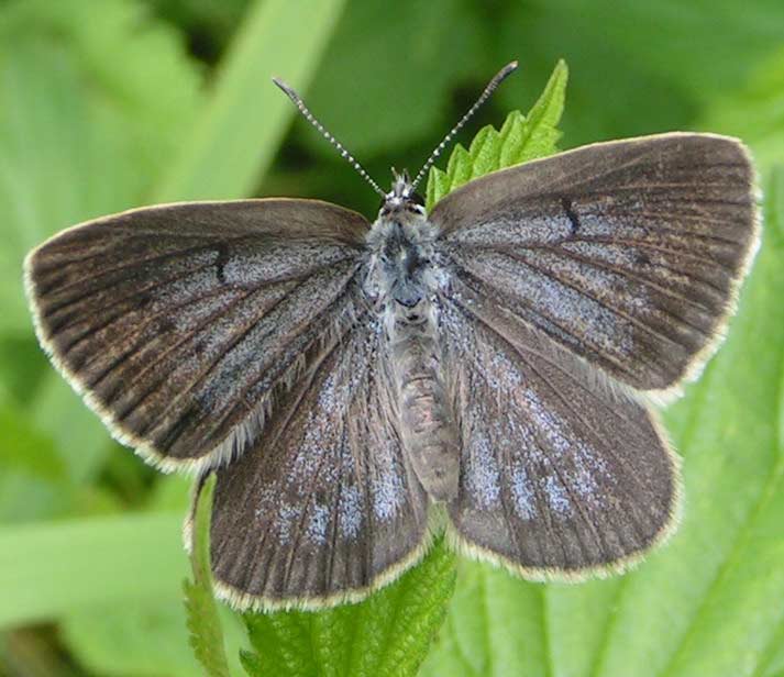 MODRASZEK TELEJUS - maculinea teleinus (SAMICA)