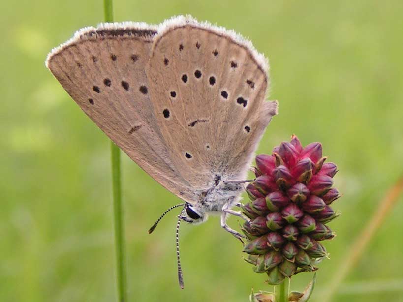 MODRASZEK TELEJUS - maculinea teleinus