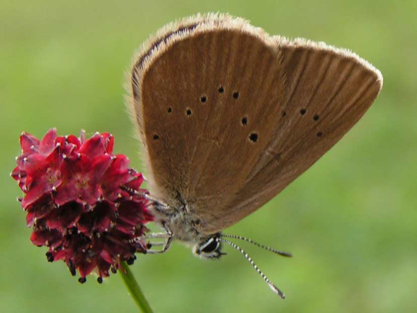 MODRASZEK NAUSITOUS - maculinea nausithous MODRASZEK NAUSITOUS - maculinea nausithous