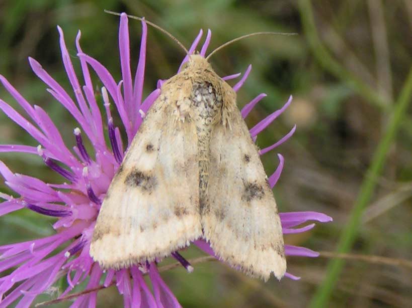 CHLORIDEA  VIRIPLACA