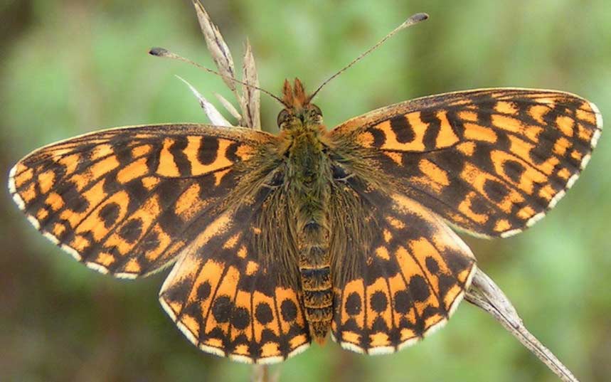 DOSTOJKA DIA - boloria dia DOSTOJKA DIA - boloria dia