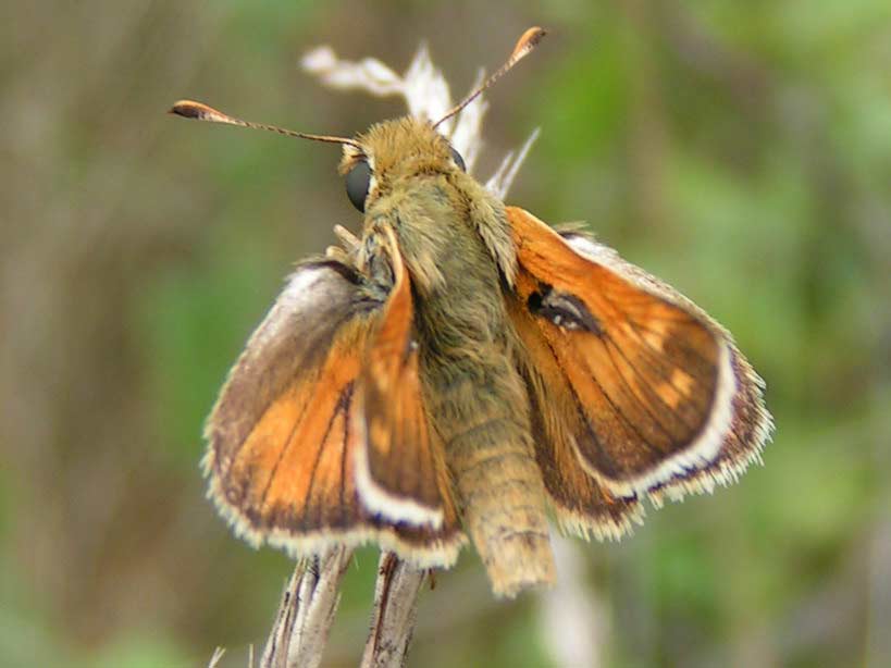 KAR��TEK KLINEK - hesperia comma