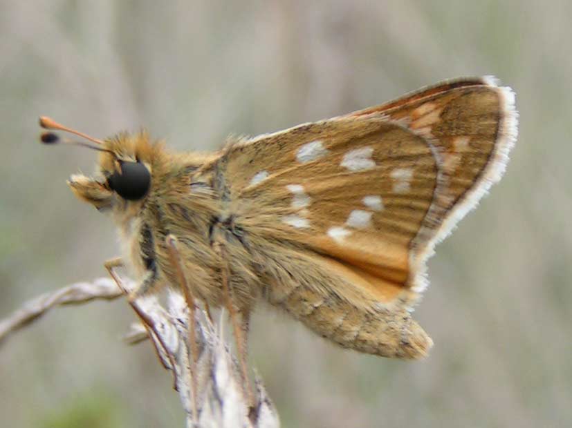 KAR��TEK KLINEK - hesperia comma