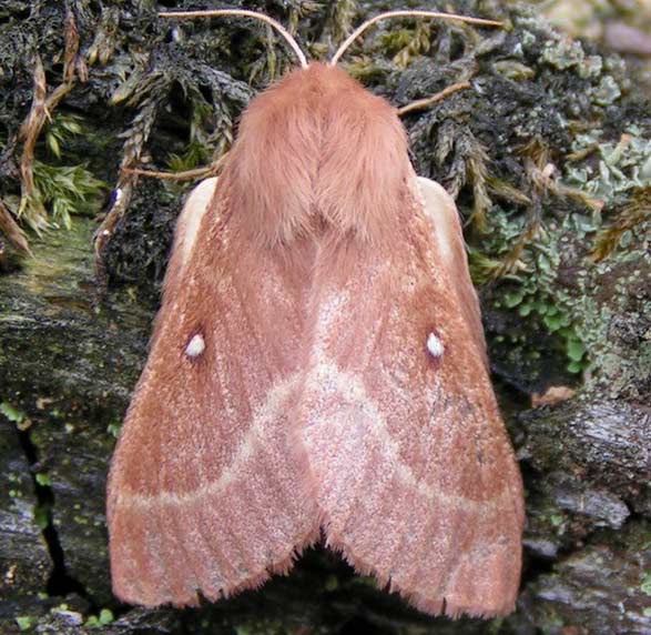 BARCZATKA KONICZYNÓWKA - lasiocampa trifolii BARCZATKA KONICZYNÓWKA - lasiocampa trifolii