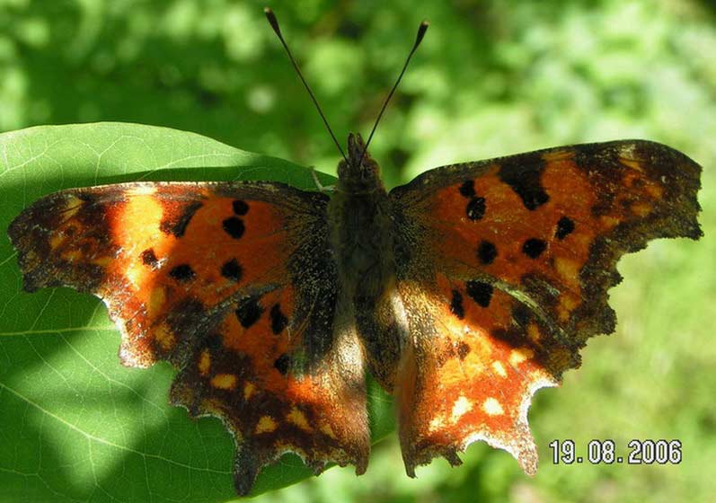 RUSAŁKA CEIK -polygonia c-album RUSAŁKA CEIK -polygonia c-album