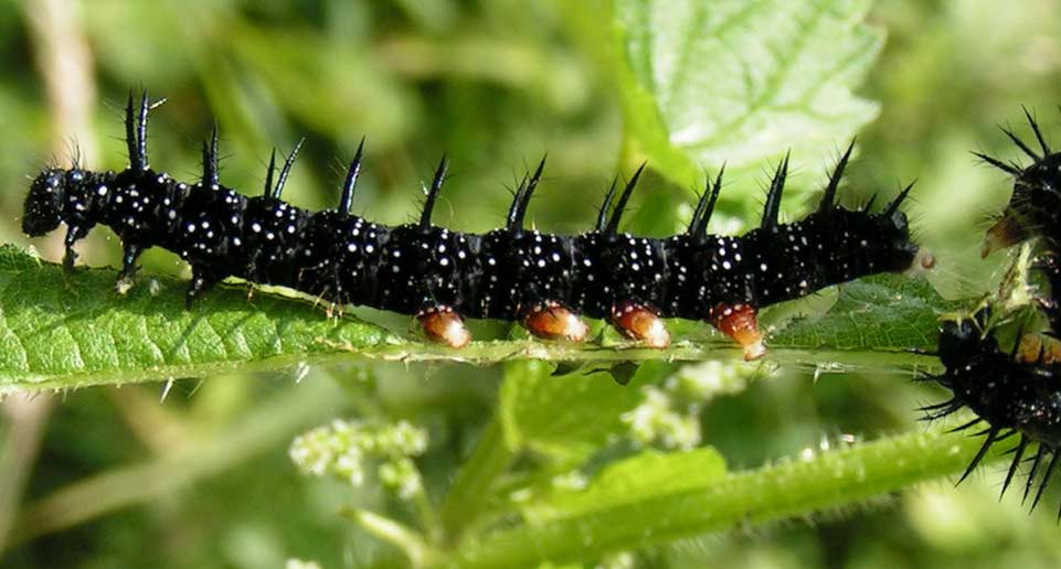 RUSAŁKA PAWIK - inachis io RUSAŁKA PAWIK - inachis io