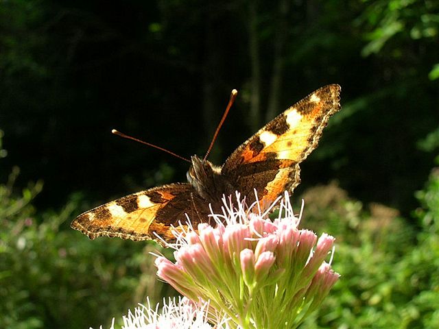 rusałka pokrzywnik rusałka pokrzywnik