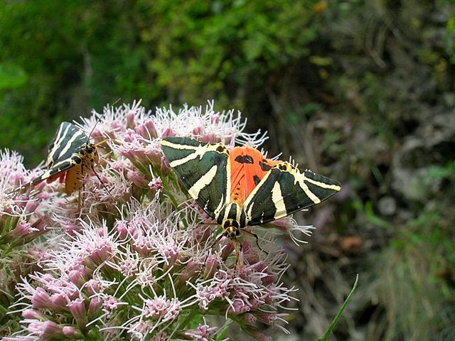 krasopani hera krasopani hera