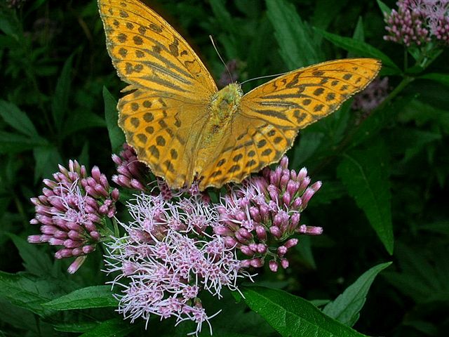 dostojka malinowiec dostojka malinowiec