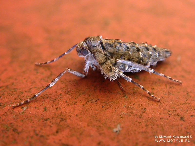 "Piękna rzecz latać, gdy się komu godzi..." ;-) "Piękna rzecz latać, gdy się komu godzi..." ;-)