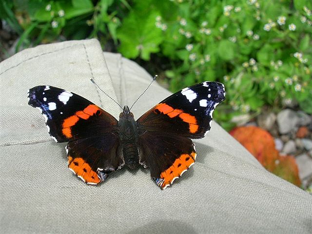 mój kolega admirał-na moich spodniach mój kolega admirał-na moich spodniach