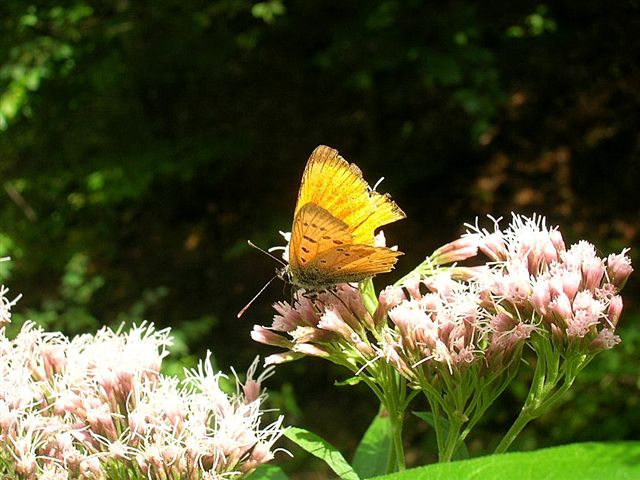 czerwończyk dukacik? czerwończyk dukacik?