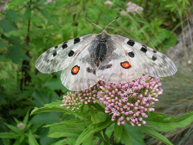 niepylak apollo niepylak apollo