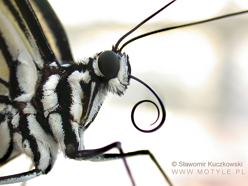 Tapeta: I. leuconoe