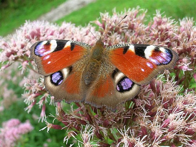 rusałka pawik rusałka pawik
