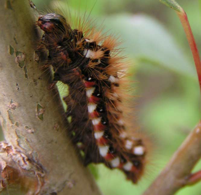 WIECZORNICA SZCZAWI�WKA - a. rumicis