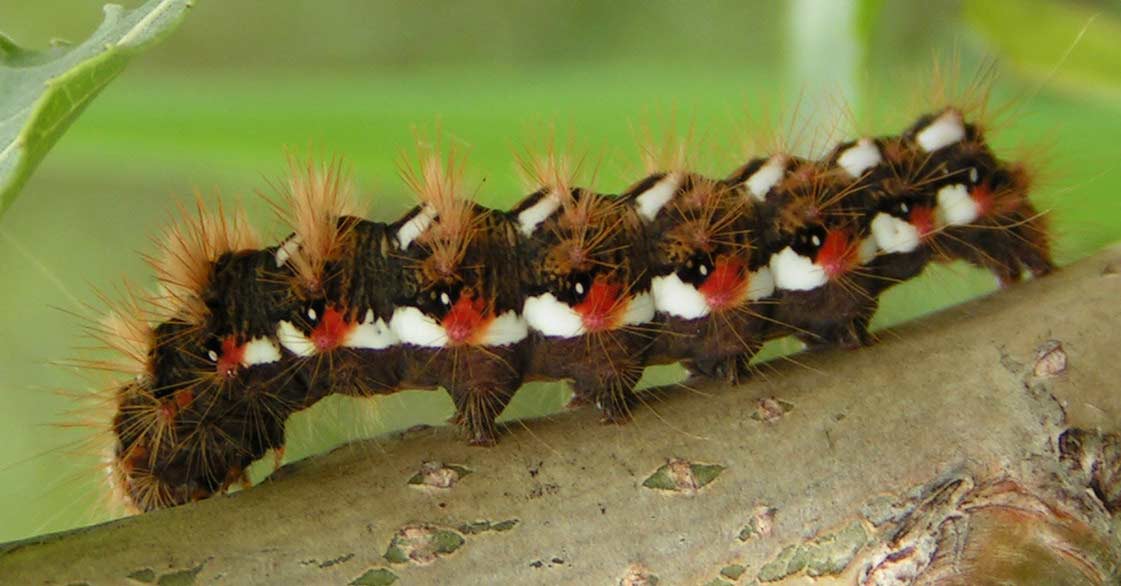 WIECZORNICA SZCZAWI�WKA - a. rumicis