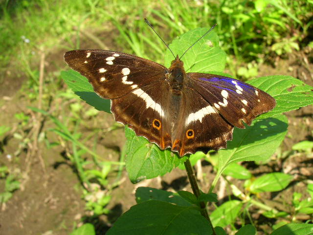 mieniak tęczowiec mieniak tęczowiec