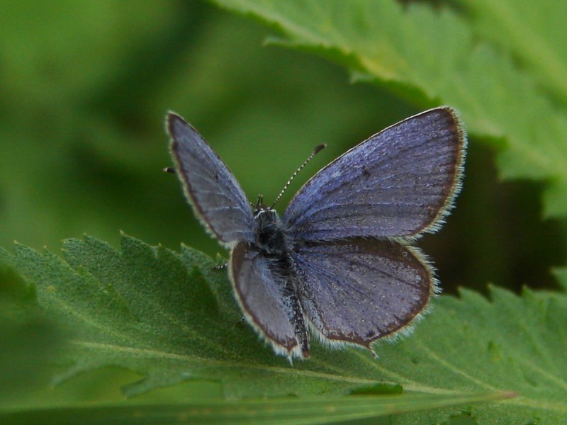Cupido argiades (m) Cupido argiades (m)