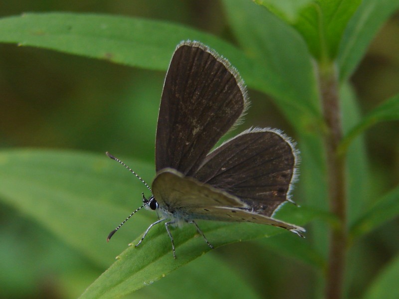 Cupido argiades (f) Cupido argiades (f)