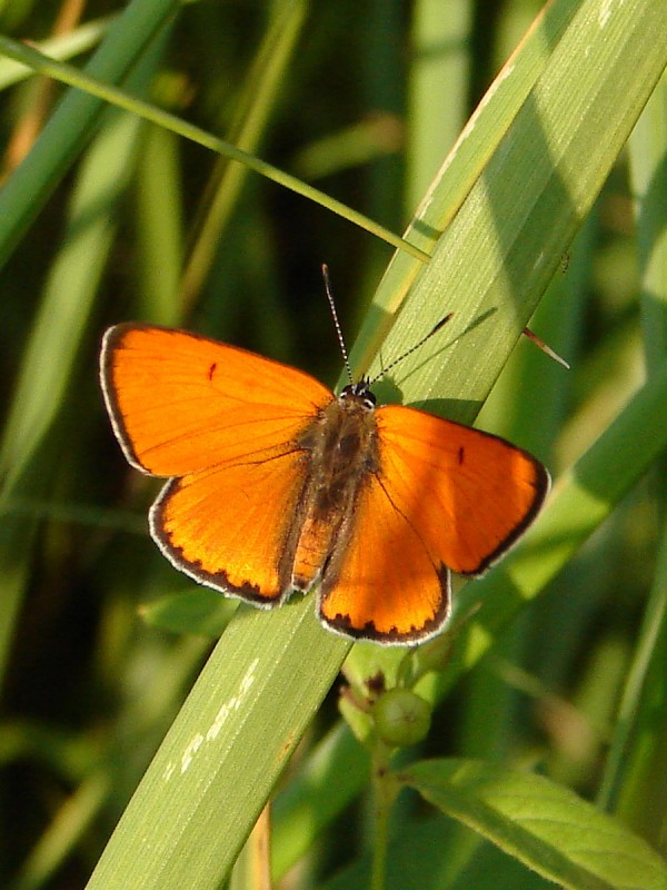 Lycaena dispar (m) Lycaena dispar (m)