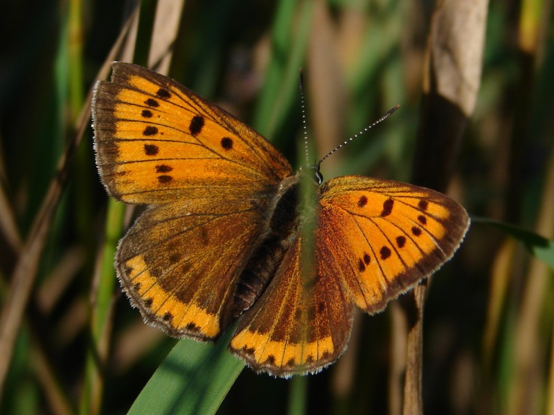 Lycaena dispar (f) Lycaena dispar (f)