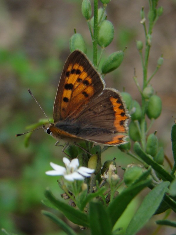Lycaena phlaeas (f) Lycaena phlaeas (f)