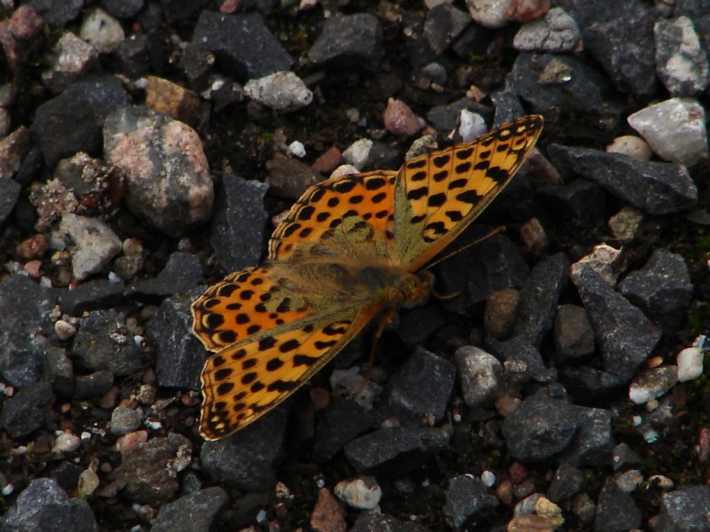 Issoria lathonia (m)