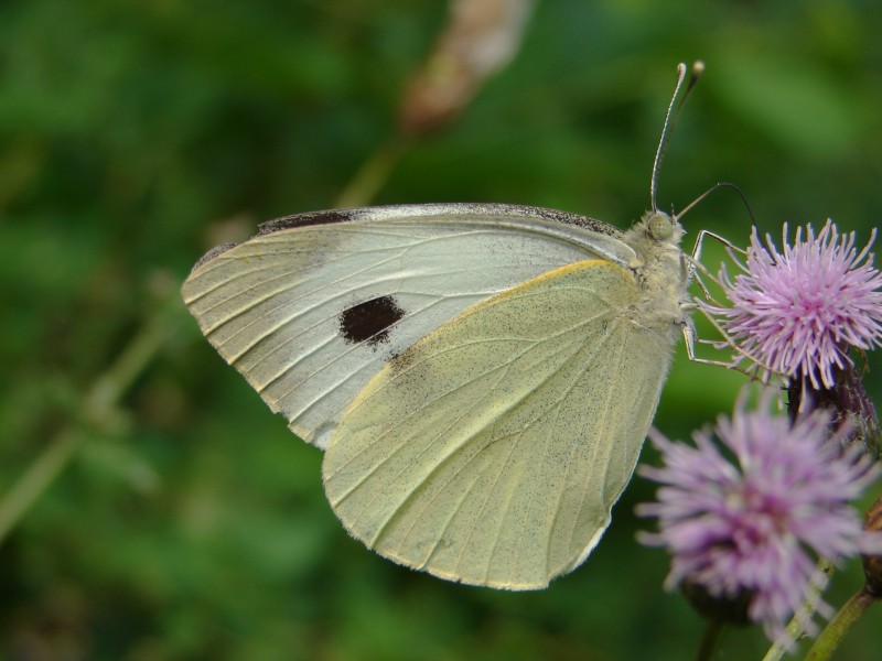 Pieris brassicae (f) Pieris brassicae (f)
